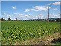 Potato crop nr Tillers