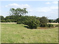 Small pond near Astwood Grange