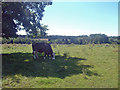 SK0628 : View from Broomfields Farm to Kingstone Wood by Mark Walton