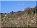 Rosebay Willowherb