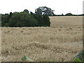 Barley field by the B4363