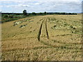 Weather damaged cereal crop