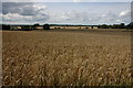 Fields of wheat near Condicote