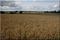 SP1427 : Fields of wheat near Condicote by Philip Halling