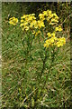 Ragwort (Senecio jacobaea)