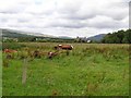 Straw Townland