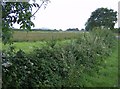 Hedgerow near Cridmore Farm