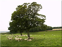 SE9284 : Sheltering Sheep by Andy Beecroft