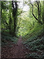 Footpath through beeches of Aston Wood