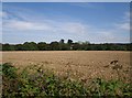 Wheatfield near Worden Farm