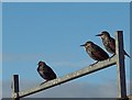 Starlings