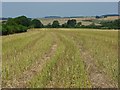 Farmland near Winterbourne Earls