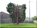 NZ2858 : Tree. Springwell Village by Donald Brydon