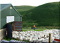 Shearing Time!! Cwm Doethie, Ceredigion