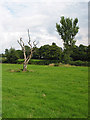 Dead tree at Crow Hill