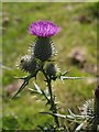 Spear Thistle