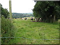 Cattle in field off Beech Lane