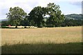 Pasture near Bosbury House