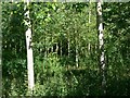 Woodland near Stanton under Bardon