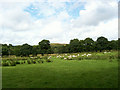 Sheep and Carn Goch