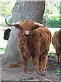 TG2522 : Highland Cattle by Evelyn Simak