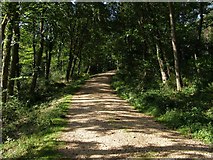 SU4202 : Gravel track in King's Copse Inclosure, New Forest by Jim Champion