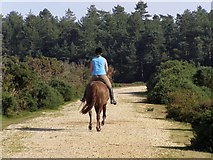 SU4202 : Horse and rider approaching King's Copse Inclosure, New Forest by Jim Champion