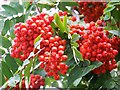 Rowan Berries