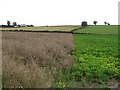 SJ3713 : A mix of crops by Richard Webb