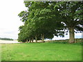 Tree Lined Footpath