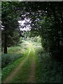 Woodland track in Cockerdale Wood