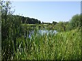 Pool on Pelsall Common North Nature Reserve