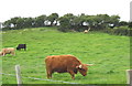 SH4881 : Highland cattle at Nant Newydd by Eric Jones