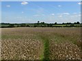 Crops north of Woodhouse