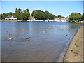 Geese on the Thames