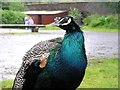 Peacock at Seaforde Gardens and Tropical Butterfly House