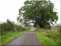 NU0130 : Lane leading to West Horton by Phil Catterall