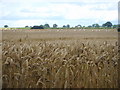 Ripe wheat and round bales