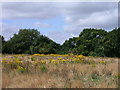 Ragwort Junction