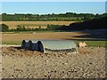 Pig farming, Winterslow