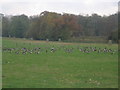 ST8870 : Autumnal Gathering: Canada Geese at Corsham Court by Ben Croft