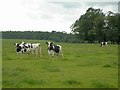 Friesian Cattle