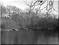 Remains of old boat near Mytchett Lake, Basingstoke Canal