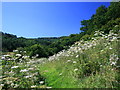 The Hangers Way, near Hawkley