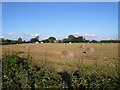 View Across Fields Towards Hallgate Lane