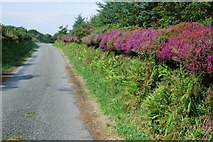 SH4442 : Lôn wledig ger Ynys Creua - Country lane near Ynys Creua by Alan Fryer