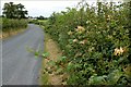 The Terryhoogan Road near Scarva (3)