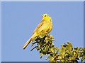 SU0725 : Yellow Bunting (Emberiza citrinella) by Maigheach-gheal