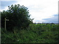 Footpath from Snakelake Hill