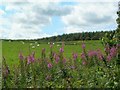 Farmland View